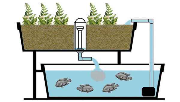 Правила и хитрости выращивания растений по методу аквапоники в домашних условиях