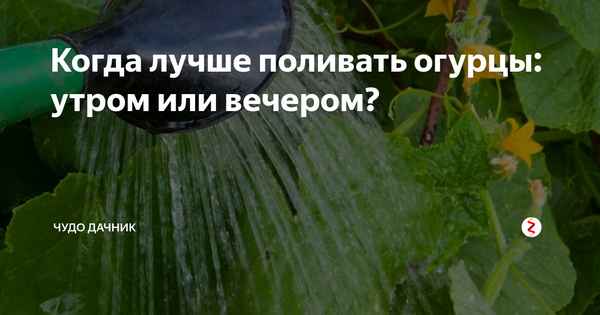 В какое время лучше всего поливать растения – утром или вечером?