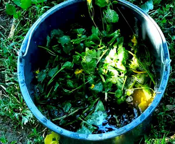 Так вот зачем нужно высаживать чистотел! 5 способов применения в саду и огороде