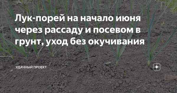 Что сеют в середине лета? Планируем посадки на июль