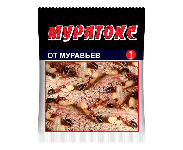 Обойдёмся без муравьев! 5 высокоэффективных средств от насекомых в саду