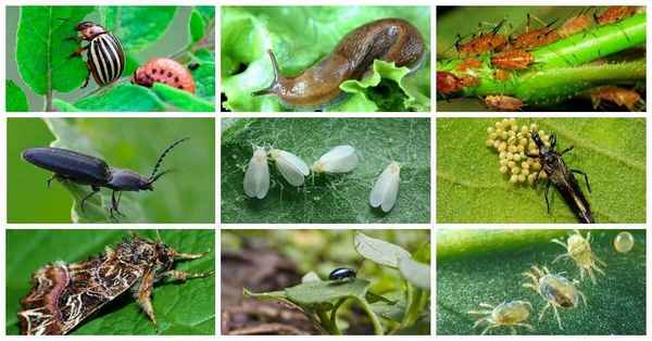 С этими вредителями сталкивался каждый! Пятерка самых прожорливых насекомых, которые уничтожат весь урожай