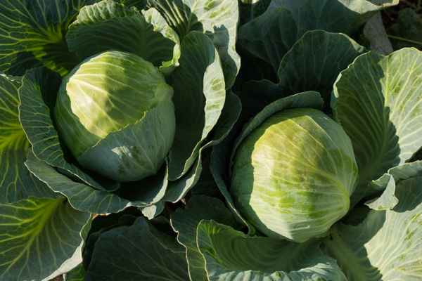 Особенности сорта капусты Бронко