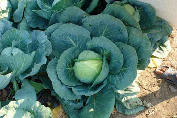 Капуста Тобия: особенности и хаpaктеристика сорта, выращивание и уход