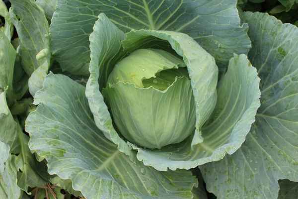 Особенности выращивания капусты Пандион