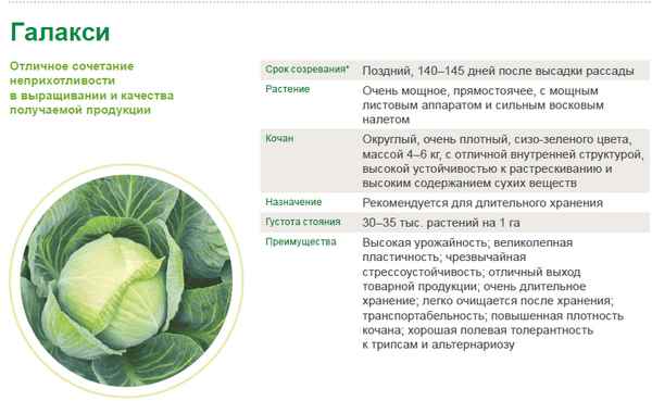 Капуста Галакси: особенности и хаpaктеристика сорта, выращивание и уход