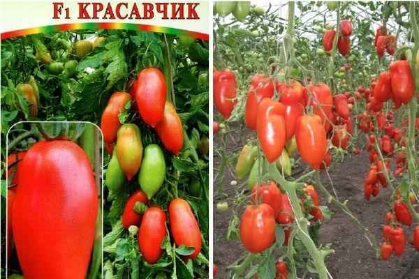 Томат Красавчик F1: описание, особенности выращивания сорта