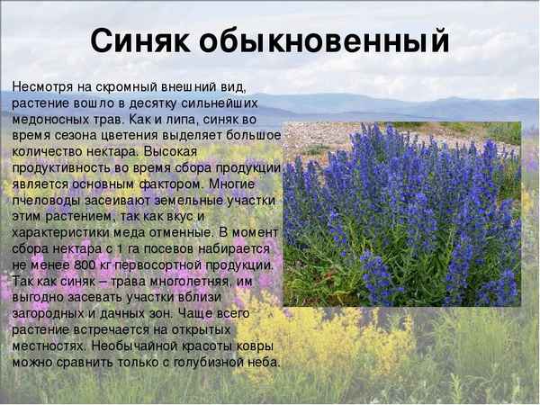 Синяк обыкновенный: хаpaктеристика и полезные свойства растения