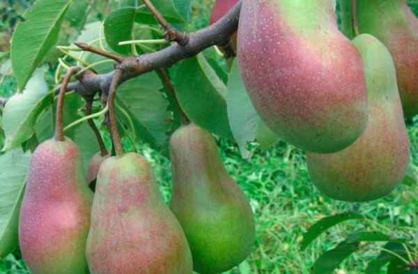 Особенности посадки и ухода за грушей сорта Парижанка