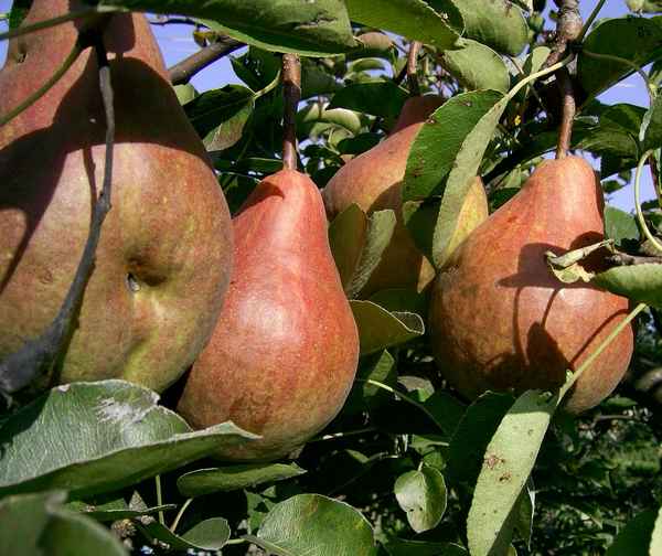 Груша сорта Марта — описание и особенности выращивания на участке