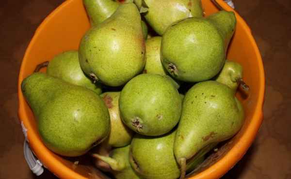 Груша Аллегро: хаpaктеристика сорта, выращивание и уход