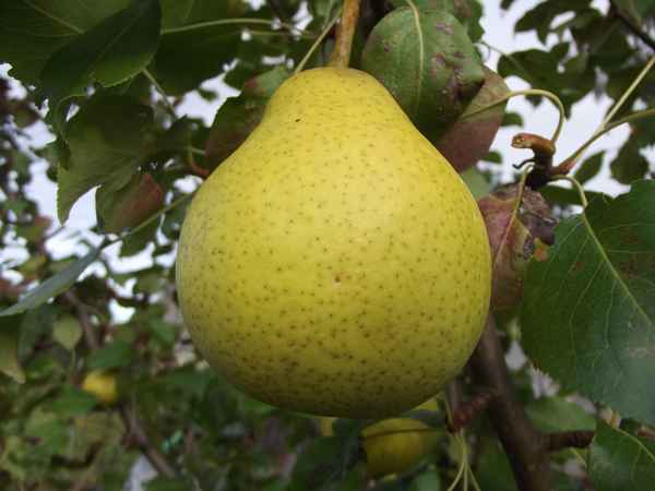 Особенности посадки и ухода за грушей сорта Августовская роса