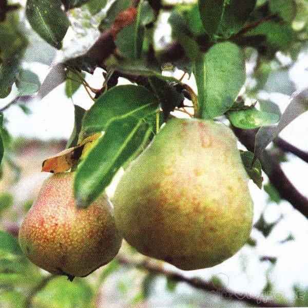 Особенности посадки груши Мраморная и ухода за ней