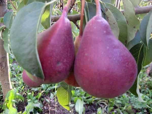 Особенности выращивания груши сорта Нарядная Ефимова