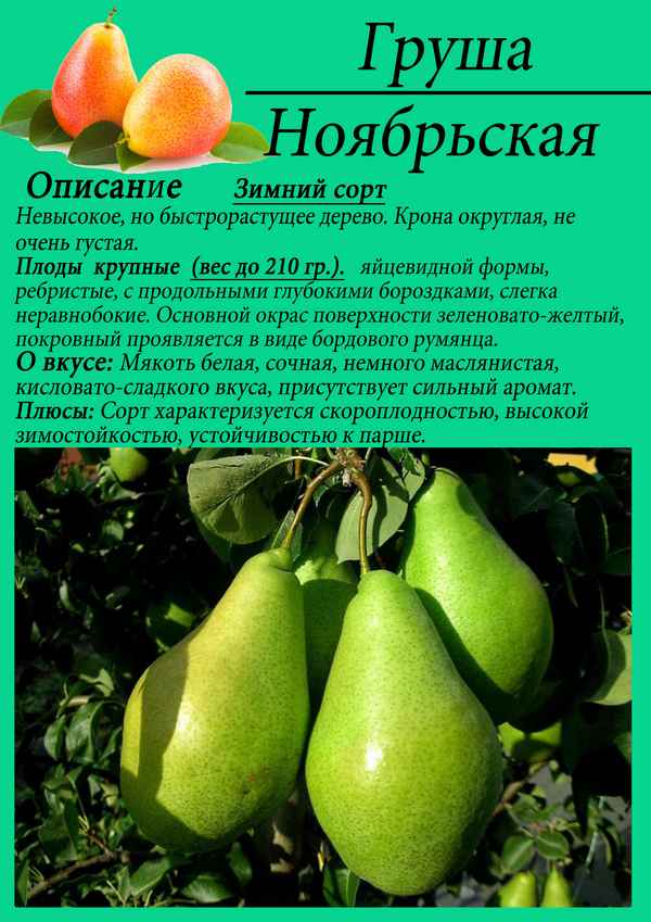 Особенности посадки и ухода за грушей сорта Ноябрьская зимняя
