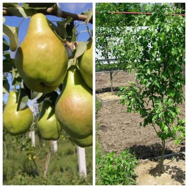 Особенности посадки и выращивания сорта груши Забава
