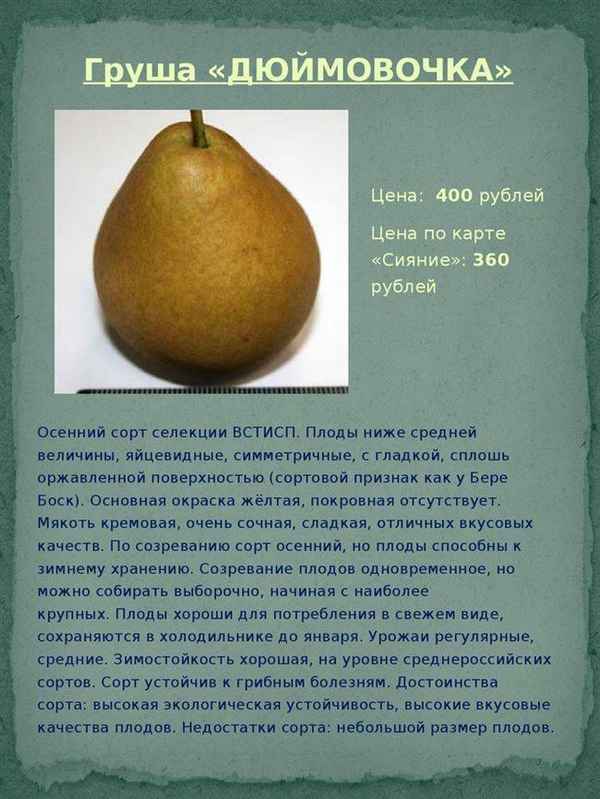 Сорт груши «Дюймовочка» описание и хаpaктеристика, особенности успешного выращивания