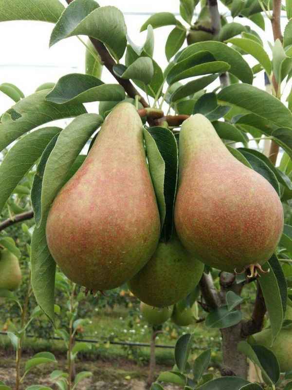 Хаpaктеристика и особенности выращивания груши сорта Форель