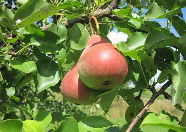 Особенности посадки и ухода за грушей Кокинская в домашних условиях