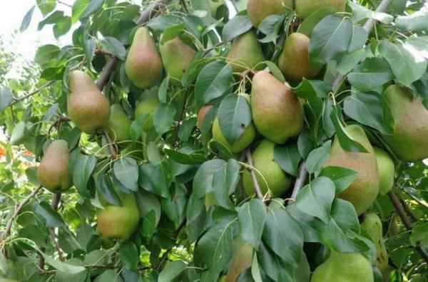 Особенности посадки и ухода за грушей сорта Перун