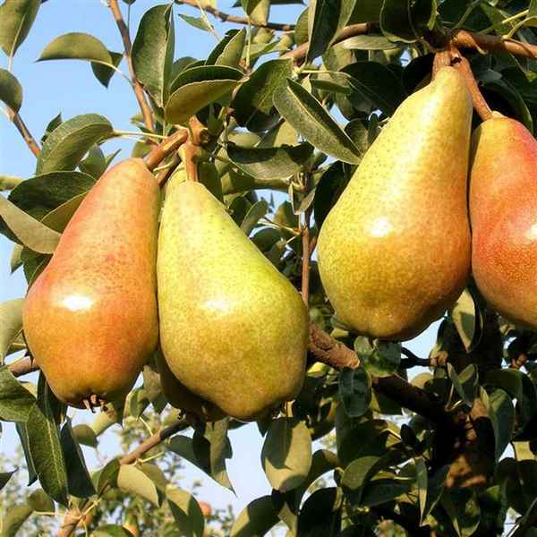 Сорт груши Яковлевская — ботаническое описание и хаpaктеристика сорта