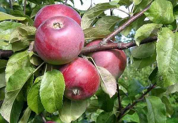 Сорт яблони Алеся: хаpaктеристика и особенности выращивания