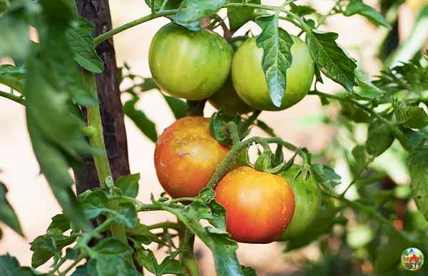 Прогнозируют дожди: стоит ли снимать недозревшие томаты с кустов?