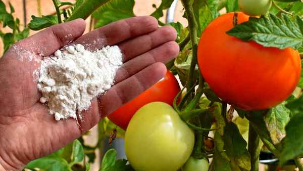 Борная кислота спасет ваши томаты в июле