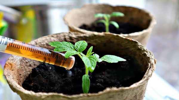 Рассада укрепляется на глазах! 3 подкормки из того, что есть в доме