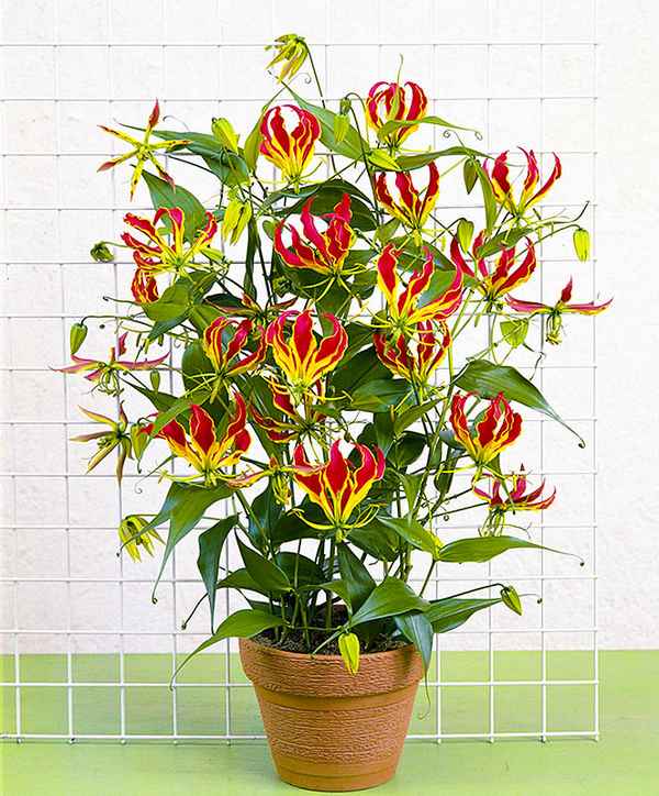 Глориоза: описание растения, посадка, выращивание и уход в домашних условиях