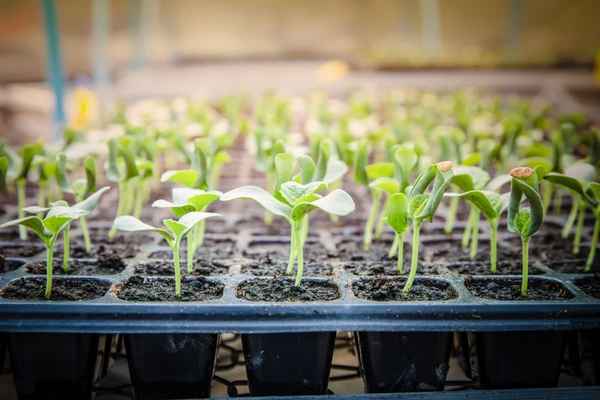 Как добиться быстрых и дружных всходов рассады