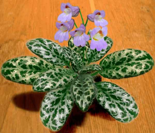 Цветок хирита: уход в домашних условиях