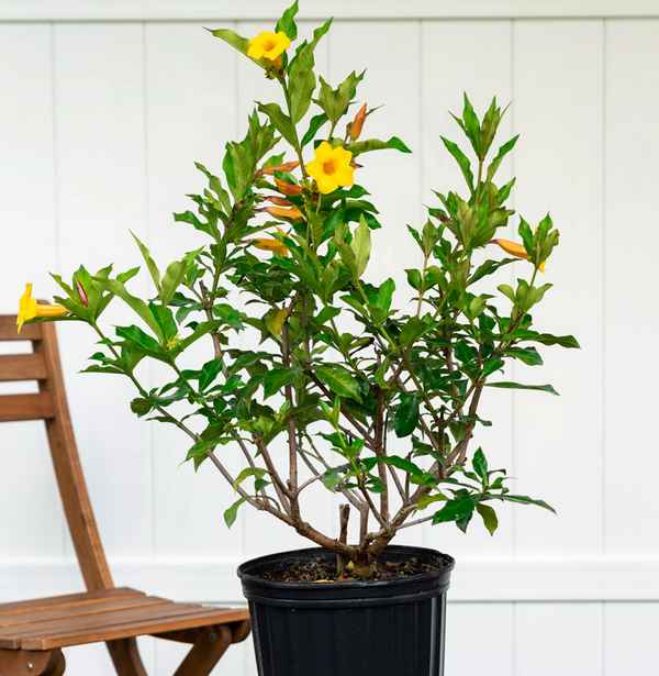 Как в домашних условиях ухаживать за алламaндой