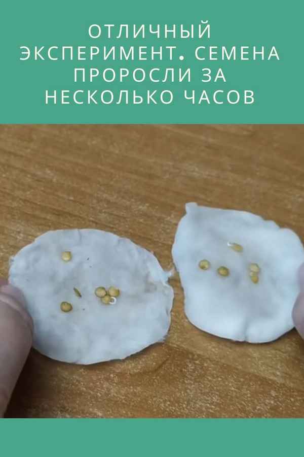 Семена прорастут за несколько часов