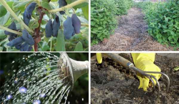 Как позаботиться о жимолости осенью, чтобы в следующем году был хороший урожай