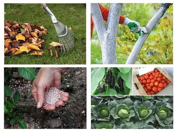 15 самых важных осенних работ в саду и огороде