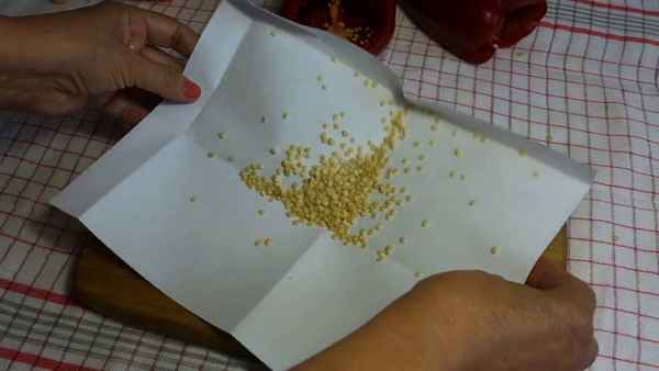 Собираем и храним семена перцев правильно