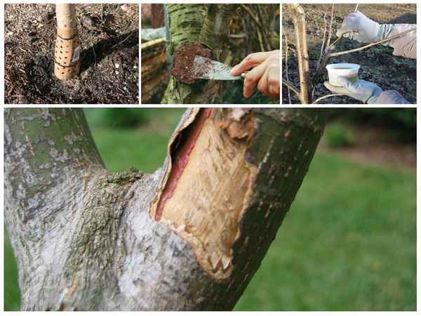 Дедовский рецепт замазки спасёт вашу старую яблоню