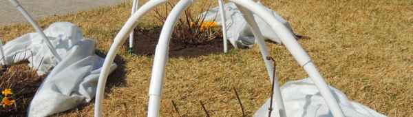 Когда пора раскутывать деревья и кустарники?