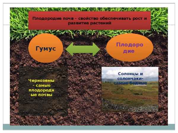 Как определить тип почвы на участке и на что это влияет
