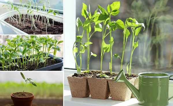 Не ввысь, а вширь! Как предотвратить вытягивание рассады