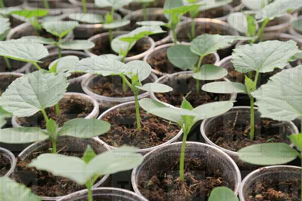 Сезон 2022 открыт! Что посеять на рассаду в первую очередь?