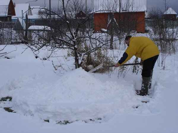 Зачем накапливать снег в саду и огороде?