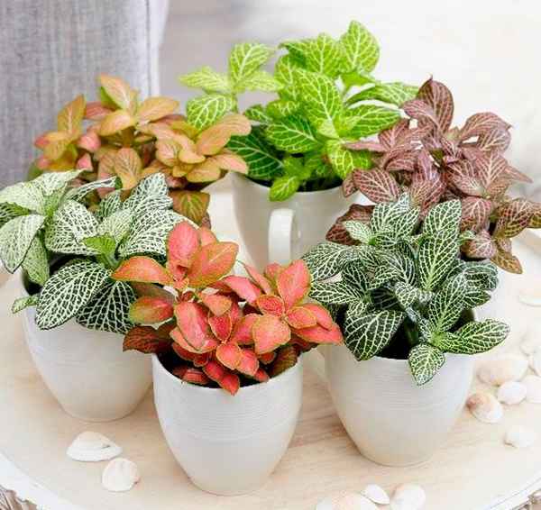 Фиттония микс: уход в домашних условиях