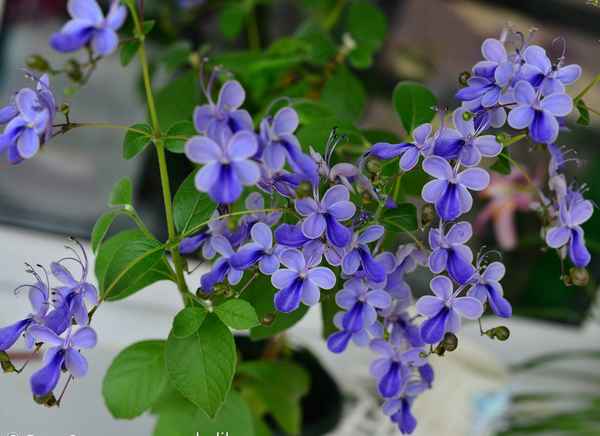 Клеродендрум угандийский: уход в домашних условиях