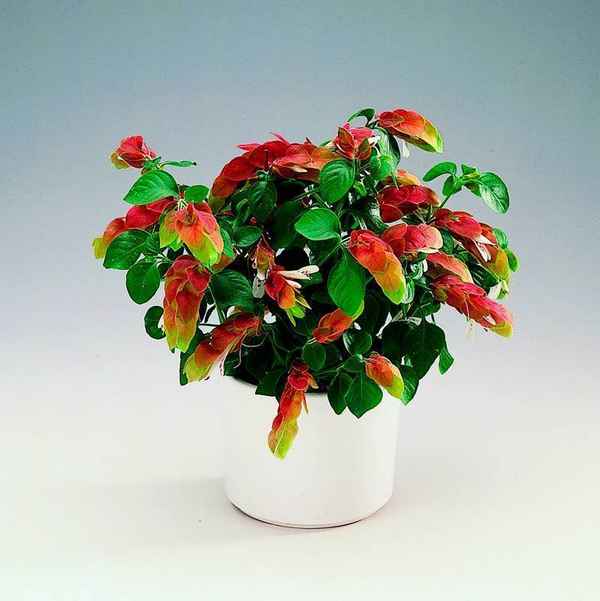 Белопероне: уход в домашних условиях