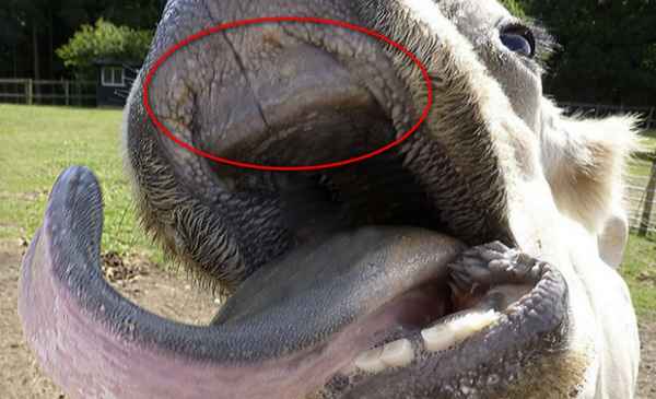 Зубы у коров: их количество, строение и причины выпадения