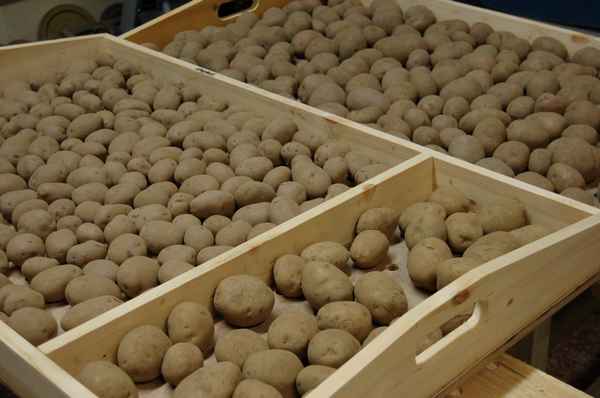 Семенная картошка: секреты отбора и хранения