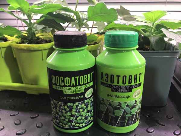 Какие удобрения будут полезными для рассады?