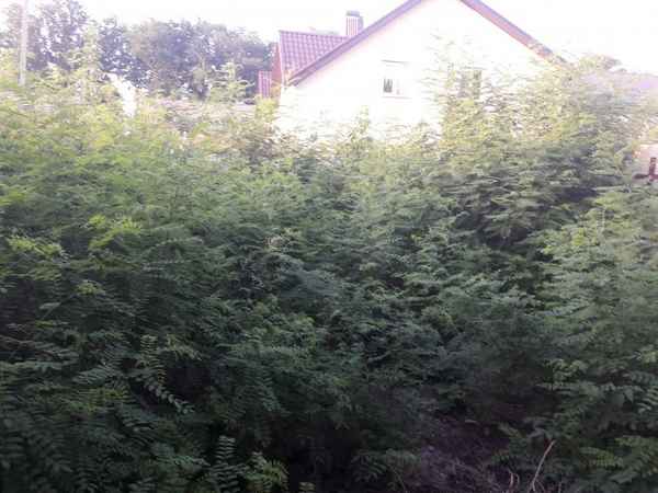 Акация: оставляем молодую поросль в саду или убираем?